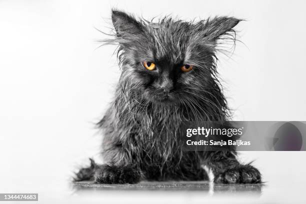 wet black cat - angry wet cat stock pictures, royalty-free photos & images