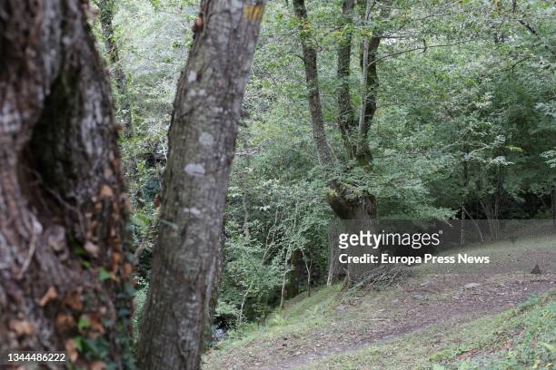 Chestnut forest, in the Ribeira Sacra, on 1 October 2021, in Ferreiros de Abaixo, O Courel, Lugo, Galicia, Spain. The International Coordinating...