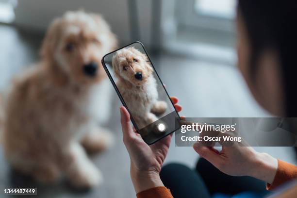 Dog Using Smartphone Smartphone Dog Photos and Premium High Res Pictures - Getty Images