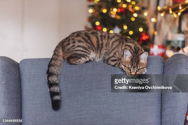 british kitten, christmas and new year, portrait cat on a studio color background - christmas kittens 個照片及圖片檔