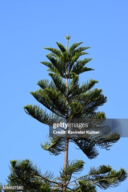 Columnaris Tree Columnaris Photos and Premium High Res Pictures - Getty Images