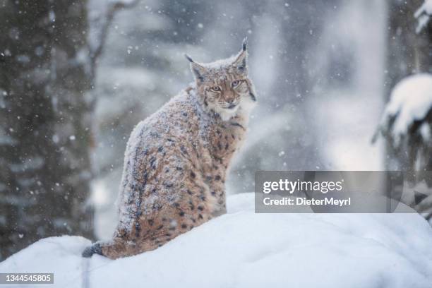 eurasischer lynx (lynx lynx) im winter - luchs stock-fotos und bilder