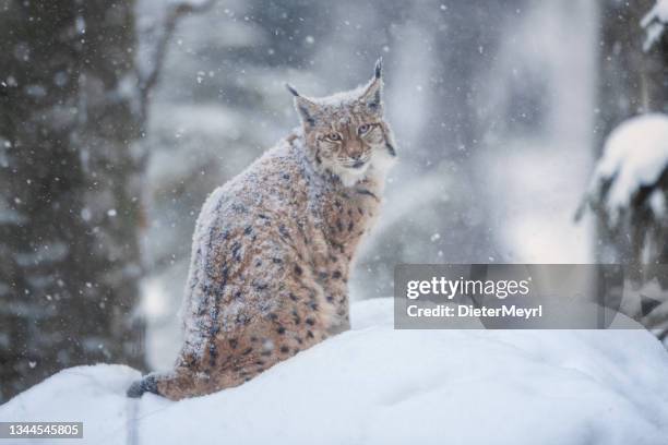 eurasian lynx (lynx lynx) in winter - eurasian lynx stock pictures, royalty-free photos & images
