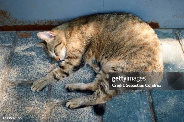 cat lying on floor, enjoying the sunlight. - cat lying down stock pictures, royalty-free photos & images