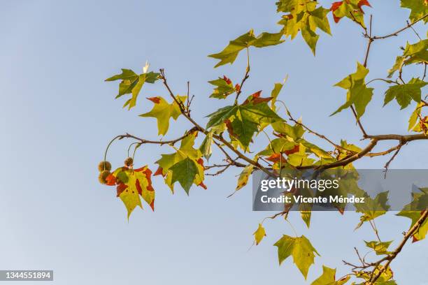 platanus acerifolia leaves in early fall - platanus acerifolia stock pictures, royalty-free photos & images