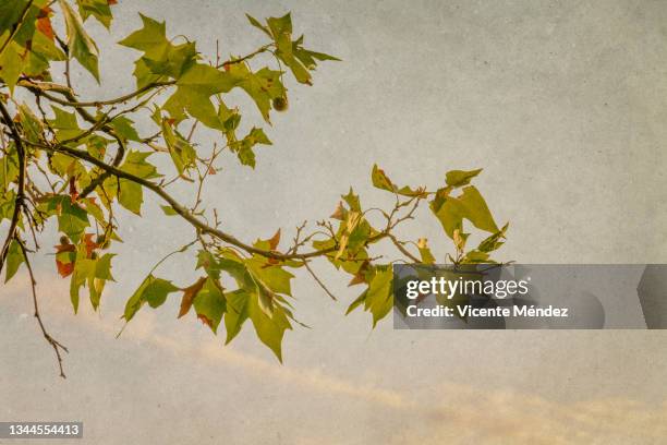 platanus acerifolia leaves in early fall - platanus acerifolia stock pictures, royalty-free photos & images
