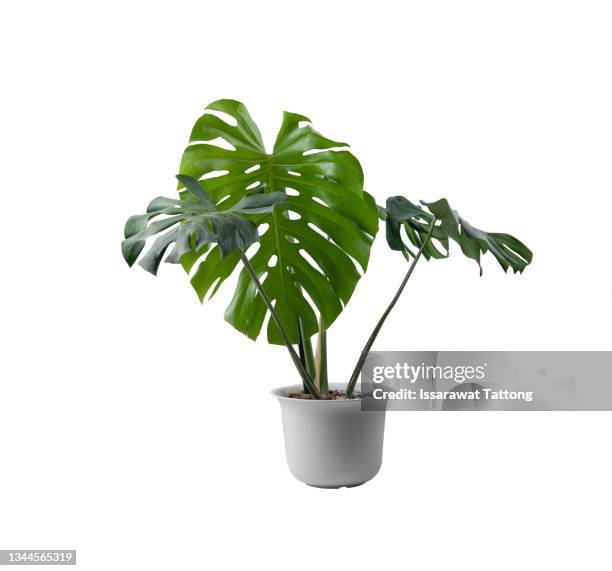 beautiful monstera flower in a white pot stands on a white background. - indoor plant stock pictures, royalty-free photos & images