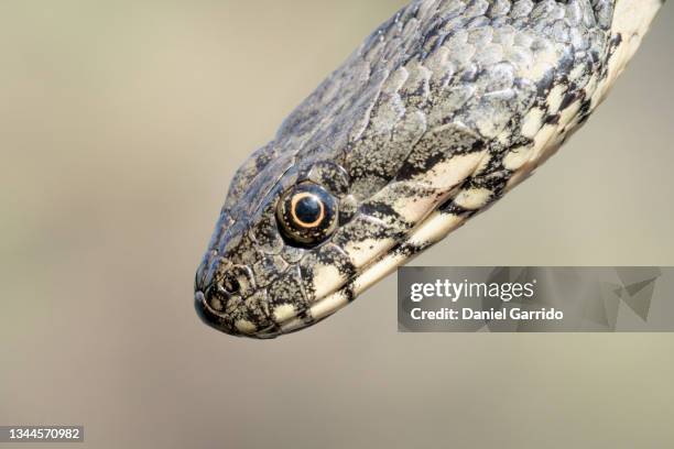 snake head portrait, macro photography - snake game stock pictures, royalty-free photos & images