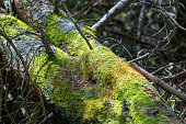 Mossy tree trunk in the forest.
