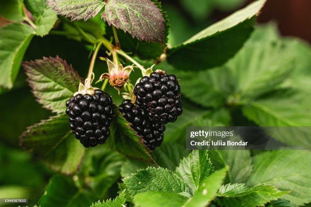 Blackberry fruit. Berries. Bush