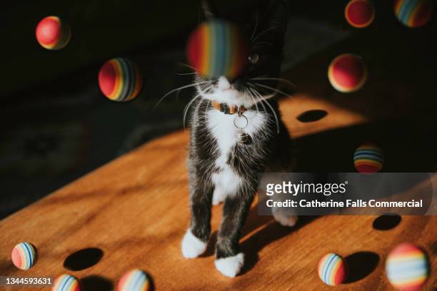 a kitten among falling rainbow balls - pet toy - fotografias e filmes do acervo