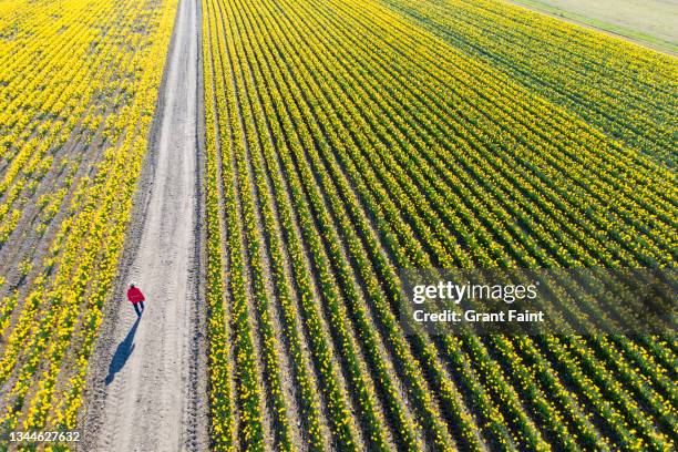 female farmer checking crops. - quality daffodils stock pictures, royalty-free photos & images