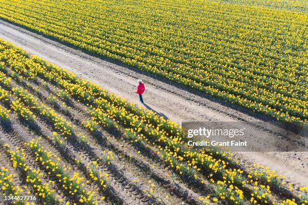 female farmer checking crops. - quality daffodils stock pictures, royalty-free photos & images