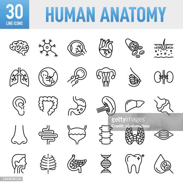 stockillustraties, clipart, cartoons en iconen met human anatomy - thin line vector icon set. pixel perfect. for mobile and web. the set contains icons: internal organ, human internal organ, healthcare and medicine, anatomy, lung, heart - internal organ, the human body, liver - organ, stomach, muscle - long nose