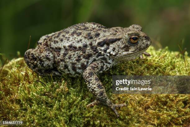 6 914 Crapaud Stock Photos, HighRes Pictures, and Images Getty Images