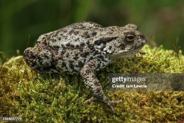 common toad - ヒキガエル属 ストックフォトと画像