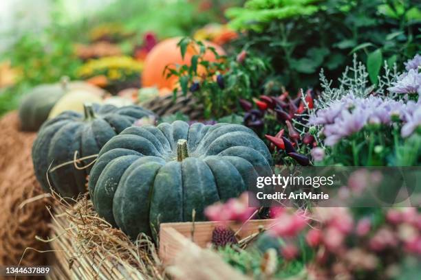 thanksgiving and halloween pumpkins decor - gourd stock pictures, royalty-free photos & images