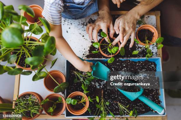 süßes mädchen pflanzt blumen mit mutter auf dem hausbalkon - blumensamen stock-fotos und bilder