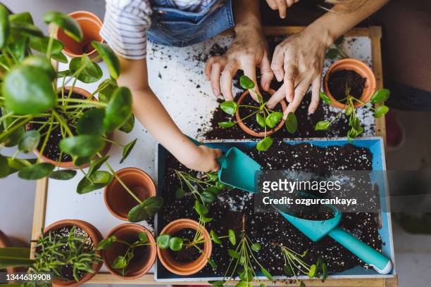 cute girl planting flowers with mother at house balcony - seed sprouting stock pictures, royalty-free photos & images