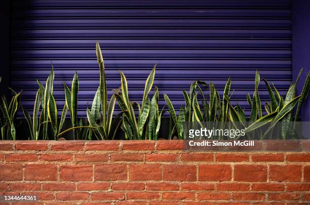 brick planter box of dracaena trifasciata (commonly known as snake plant, saint george's sword, mother-in-law's tongue or viper's bowstring hemp) against a purple painted rolling shutter - dracaena stock pictures, royalty-free photos & images