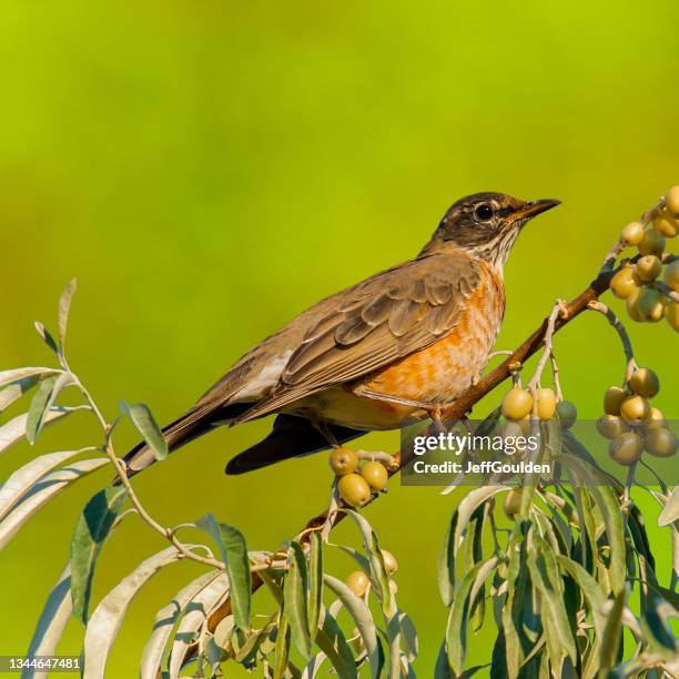 american robin perched in a russian olive tree - lijster stockfoto's en -beelden