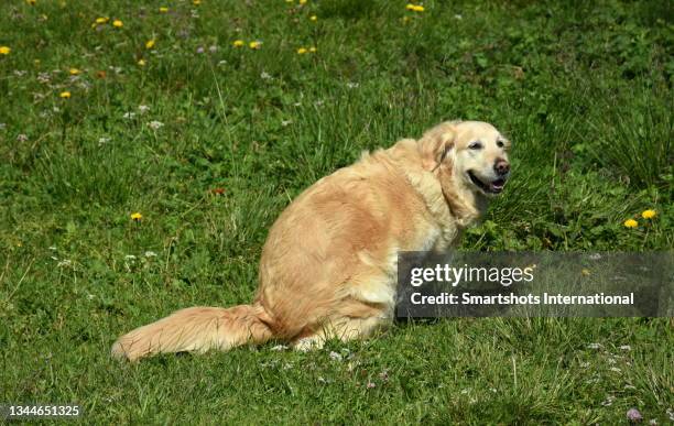happy purebred golden retriever pooping while looking at camera in alpine landscape - cacca foto e immagini stock