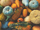 Stack of Multicolored Fall Pumpkins, Squash and Gourds Vegetables Shot from Directly Above for Thanksgiving and Halloween Holidays Background