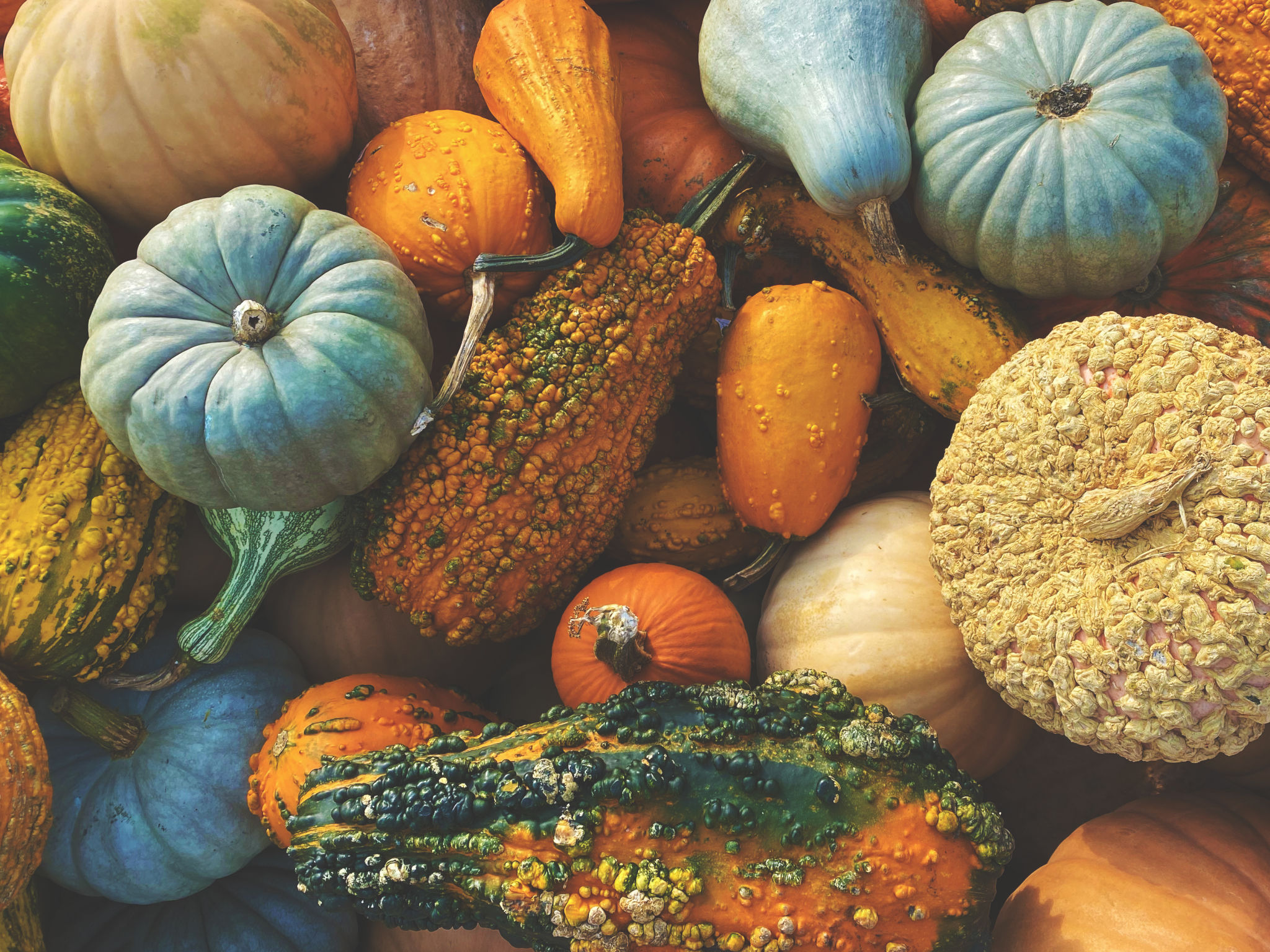 Stack of Multicolored Fall Pumpkins, Squash and Gourds Vegetables Shot from Directly Above for Thanksgiving and Halloween Holidays Background Stack of Multicolored Fall Pumpkins, Squash and Gourds Vegetables Shot from Directly Above for Thanksgiving and Halloween Holidays Background