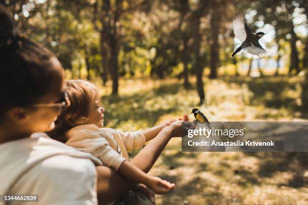 mother and her child feeding the wild tit with sunflower seeds in public park in autumn. - tits stock pictures, royalty-free photos & images