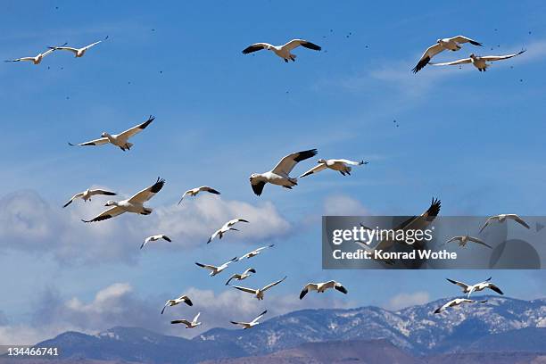 snow geese (anser caerulescens atlanticus, chen caerulescens) overwintering, flying over mountains, bosque del apache wildlife refuge, new mexico, usa - graugans stock-fotos und bilder