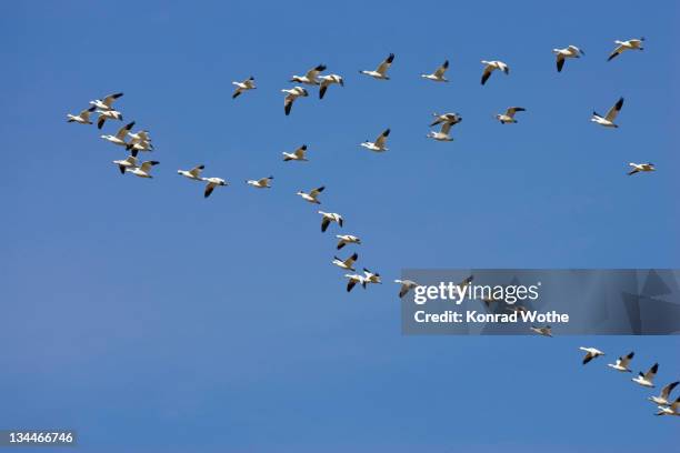 Why do bird flocks turn at the same time? Why do bird flocks turn at the same time?