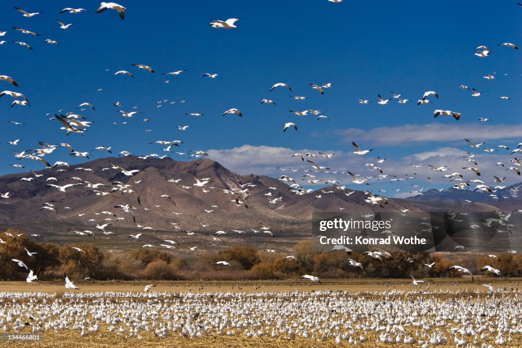 Snow Geese (Anser caerulescens atlanticus, Chen caerulescens) wintering in the Bosque del Apache Wildlife Refuge, New Mexico, North America, USA