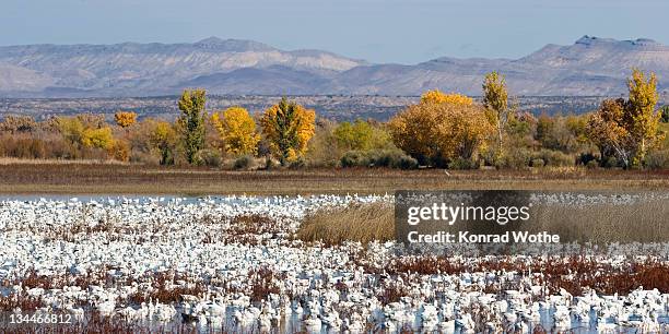 snow geese (anser caerulescens atlanticus, chen caerulescens) overwintering, on the water, bosque del apache wildlife refuge, new mexico, usa - aedes atlanticus stockfoto's en -beelden