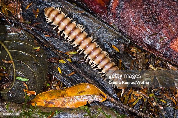 millipede (myriapoda) in the lowland rainforest of braulio-carrillo national park, costa rica, central america - myriapoda stock pictures, royalty-free photos & images