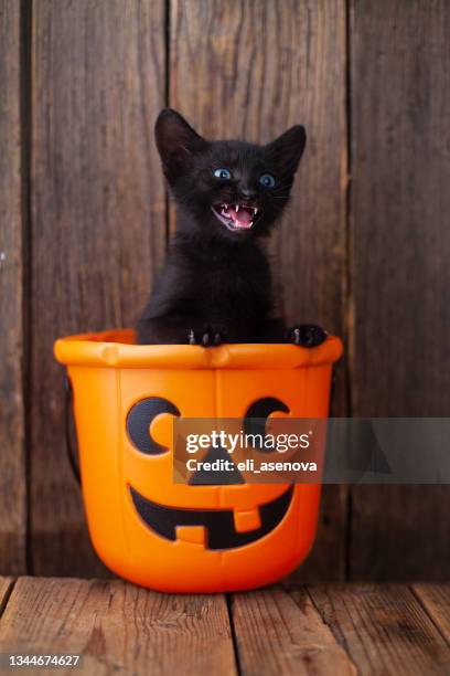 halloween pumpkin and black cat on wooden background - halloween cats stockfoto's en -beelden