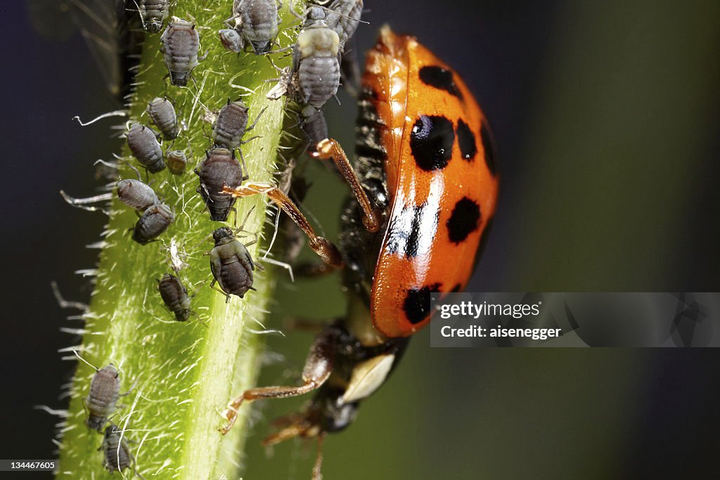 Ladybird (Coccinellidae) with aphids (Aphidoidea), macro