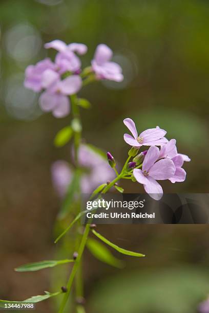 coralroot (cardamine bulbifera) - cardamine bulbifera stock pictures, royalty-free photos & images