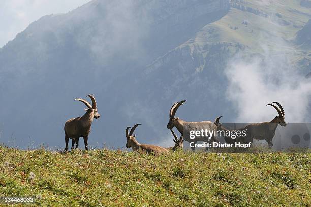 alpine ibex (capra ibex), toggenburg, canton st. gallen, switzerland, europe - swiss ibex bildbanksfoton och bilder