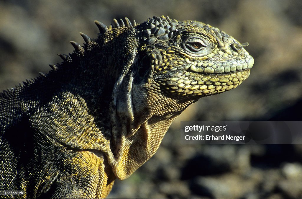 Galapagos Land Iguana (Conolophus subcristatus), Galapagos