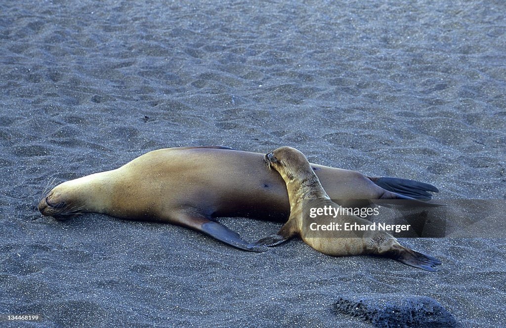 Galapagos Sea Lions (Zalophus californianus wollebaeki)