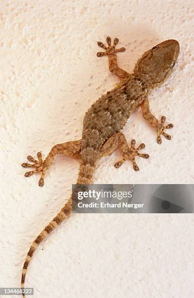 wall gecko (tarentola mauritanica), majorca, spain, europe - tarentola stock pictures, royalty-free photos & images