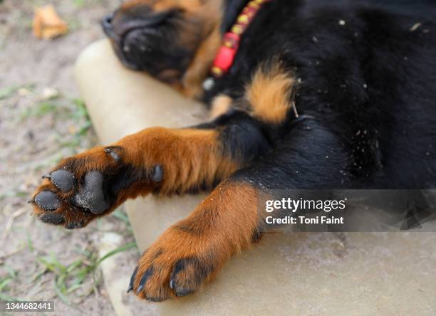 paws of a purebred rottweiler puppy - rottweiler fotografías e imágenes de stock