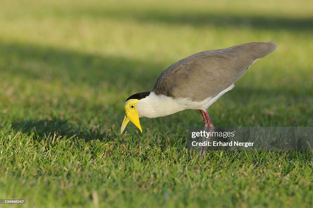 Masked lapwing (Vanellus miles), Australia