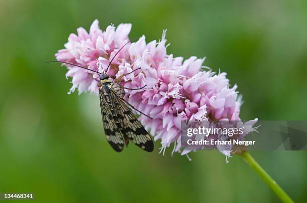 scorpion fly (panorpa communis) on bistort (polygonum bistorta) - knöterich stock-fotos und bilder