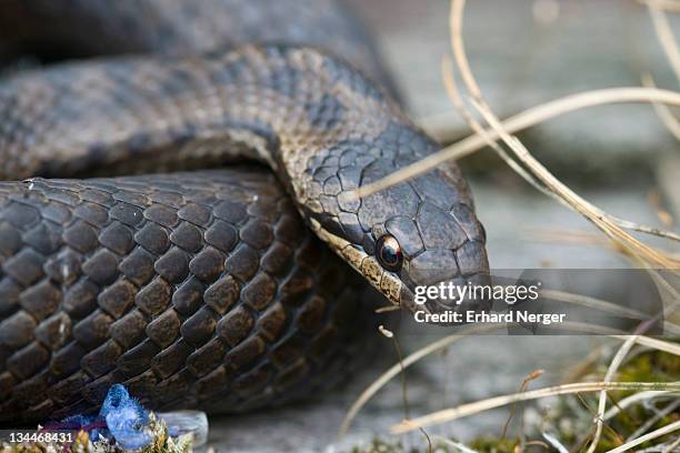smooth snake (coronella austriaca) - coronella austriaca stock pictures, royalty-free photos & images