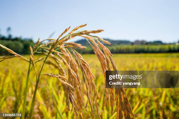 Golden Rice Stalks 1,783 Rice Stalk Stock Photos, High-Res Pictures, and Images - Getty Images