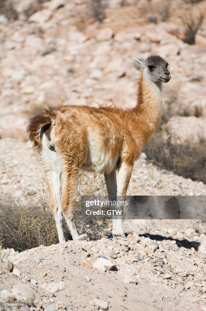 Guanaco (Lama guanicoe), Lauca National Park, Arica and Parinacota Region, Chile, South America