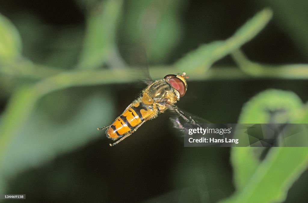 Marmalade Hoverfly (Episyrphus balteatus)