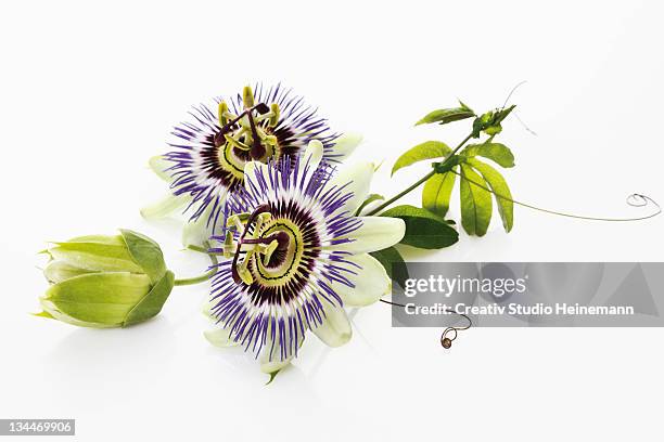 passion flower (passifloraceae), with tendrils and leaves - passion flower stock pictures, royalty-free photos & images
