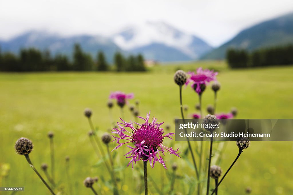 Cornflower oder Bluebottle (Centaurea cyanus), Groeblalm mountain pastures near Mittenwald, Karwendelgebirge mountains, Werdenfelser Land area, Upper Bavaria, Bavaria, Germany, Europe